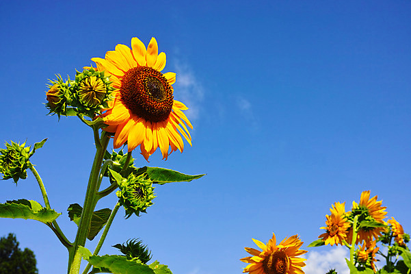 포토 JPG 주간 식물 구름 꽃 여러송이 자연 하늘 해바라기 풍경 사람없음 야외 노란색 국내포토 자연요소 컬러 다수 생태계 파일형식
