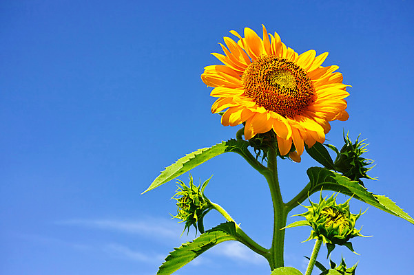 포토 JPG 주간 식물 구름 꽃 자연 하늘 해바라기 풍경 사람없음 야외 노란색 국내포토 자연요소 컬러 생태계 파일형식