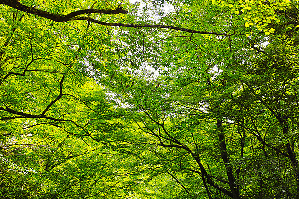 포토 JPG 주간 나무 백그라운드 자연 풍경 사람없음 야외 초록색 일본 숲 국내포토 자연요소 식물 아시아 컬러 생태계 파일형식