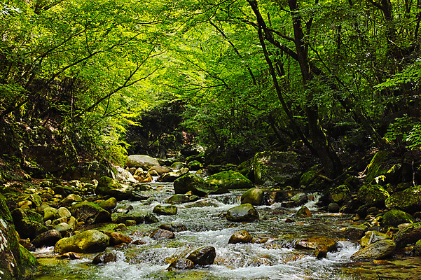 포토 JPG 주간 나무 자연 풍경 사람없음 야외 물 계곡 일본 바위 숲 국내포토 자연요소 식물 아시아 돌_바위 생태계 파일형식