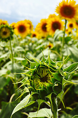포토 JPG 주간 식물 꽃 여러송이 꽃밭 자연 해바라기 풍경 사람없음 야외 아웃포커스 노란색 국내포토 자연요소 컬러 다수 촬영기법 생태계 파일형식