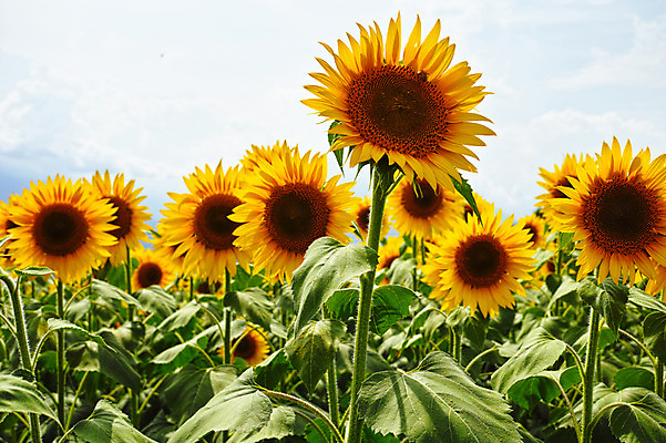 포토 JPG 주간 식물 꽃 여러송이 꽃밭 자연 해바라기 풍경 사람없음 야외 노란색 국내포토 자연요소 컬러 다수 생태계 파일형식