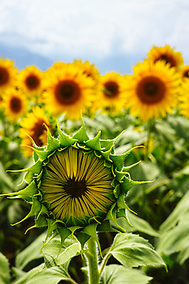 포토 JPG 주간 식물 꽃 여러송이 꽃밭 자연 해바라기 풍경 사람없음 야외 아웃포커스 노란색 국내포토 자연요소 컬러 다수 촬영기법 생태계 파일형식