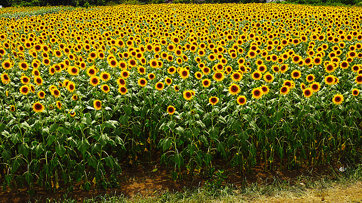 포토 JPG 주간 식물 꽃 여러송이 백그라운드 꽃밭 자연 해바라기 풍경 사람없음 야외 노란색 국내포토 자연요소 컬러 다수 생태계 파일형식