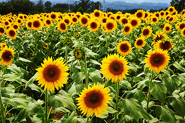 포토 JPG 주간 식물 꽃 여러송이 백그라운드 꽃밭 자연 해바라기 풍경 사람없음 야외 노란색 국내포토 자연요소 컬러 다수 생태계 파일형식