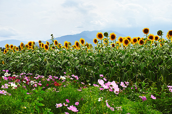 포토 JPG 주간 식물 꽃 여러송이 꽃밭 자연 해바라기 산 풍경 사람없음 야외 노란색 가을 코스모스 국내포토 자연요소 계절 컬러 다수 생태계 파일형식