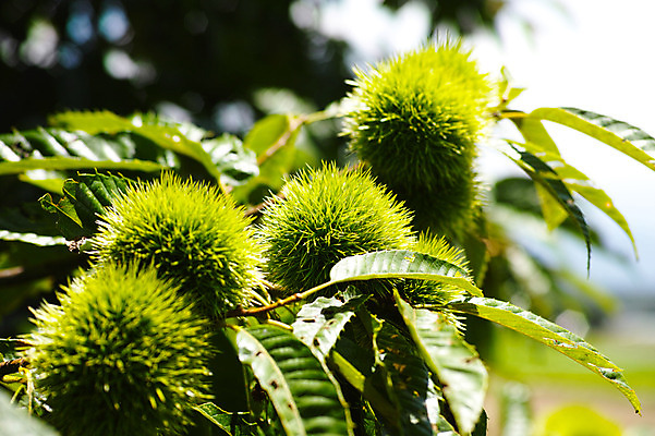 포토 JPG 주간 식물 열매 자연 나뭇잎 사람없음 야외 아웃포커스 초록색 밤송이 밤나무 국내포토 자연요소 나무 컬러 잎 촬영기법 밤_견과류 생태계 파일형식
