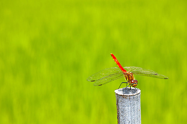 포토 JPG 주간 동물 한마리 곤충 자연 초원 사람없음 야외 아웃포커스 기둥 잠자리 국내포토 자연요소 1 건축 촬영기법 생태계 파일형식