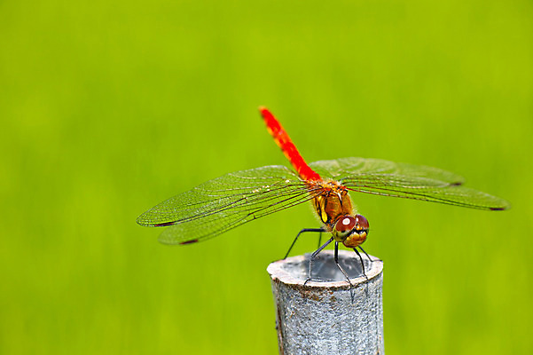포토 JPG 주간 동물 한마리 곤충 자연 초원 사람없음 야외 아웃포커스 기둥 잠자리 국내포토 자연요소 1 건축 촬영기법 생태계 파일형식