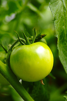 포토 JPG 주간 식물 열매 토마토 채소 자연 사람없음 야외 농작물 농사 국내포토 자연요소 농업 생태계 파일형식