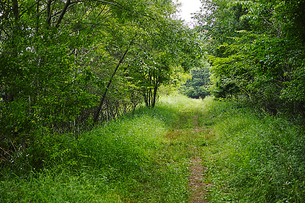 포토 JPG 주간 나무 백그라운드 자연 풍경 사람없음 야외 초록색 일본 숲 숲길 국내포토 자연요소 식물 아시아 길 컬러 생태계 파일형식