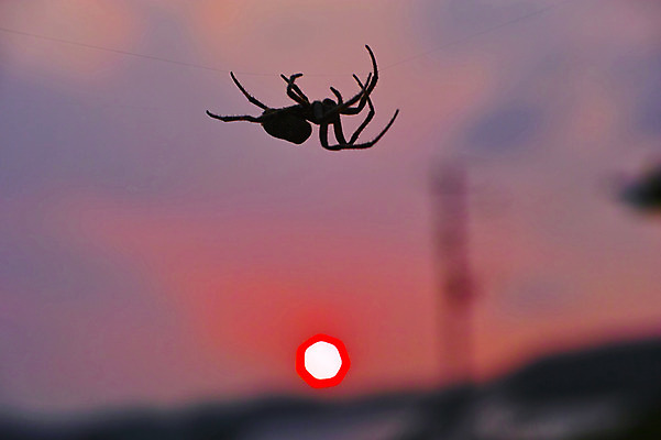 포토 JPG 동물 한마리 곤충 야경 자연현상 자연 사람없음 야외 아웃포커스 태양 노을 거미줄 거미 국내포토 자연요소 1 촬영기법 야간 생태계 파일형식 풍경_경치