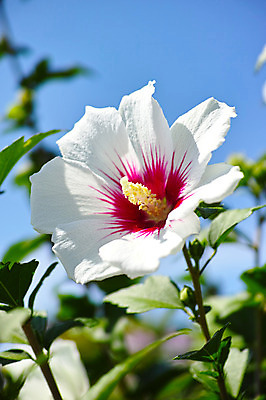 포토 JPG 주간 식물 꽃 자연 풍경 근접촬영 사람없음 야외 아웃포커스 흰색 무궁화 광복절 국내포토 자연요소 뷰포인트 컬러 촬영기법 공휴일 국경일 생태계 파일형식