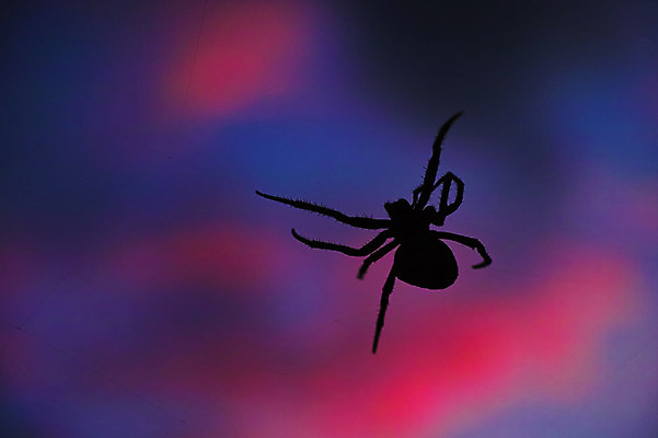 포토 JPG 동물 구름 한마리 실루엣 곤충 야경 자연현상 자연 하늘 사람없음 야외 아웃포커스 노을 거미 국내포토 자연요소 1 촬영기법 야간 생태계 파일형식 풍경_경치