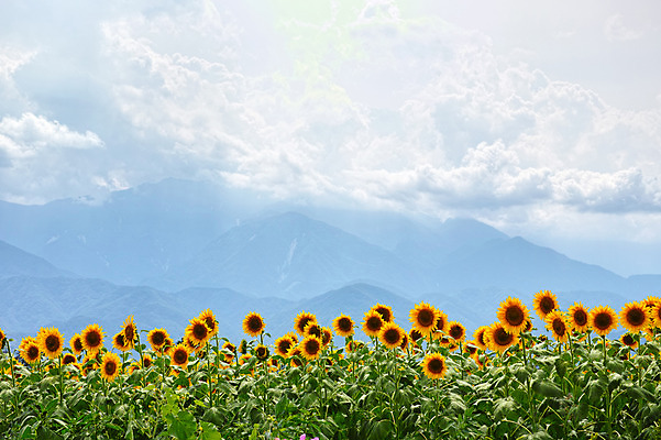 포토 JPG 주간 식물 구름 꽃 여러송이 꽃밭 자연 하늘 해바라기 산 풍경 사람없음 야외 노란색 국내포토 자연요소 컬러 다수 생태계 파일형식