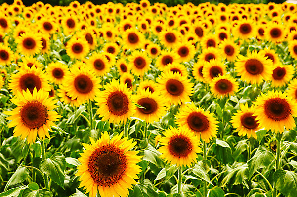 포토 JPG 주간 식물 꽃 여러송이 백그라운드 꽃밭 자연 해바라기 풍경 사람없음 야외 노란색 국내포토 자연요소 컬러 다수 생태계 파일형식