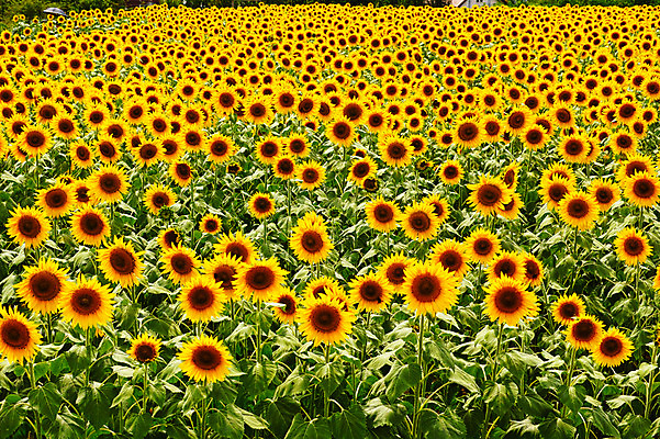 포토 JPG 주간 식물 꽃 여러송이 백그라운드 꽃밭 자연 해바라기 풍경 사람없음 야외 노란색 국내포토 자연요소 컬러 다수 생태계 파일형식