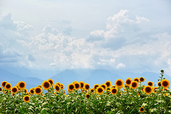 포토 JPG 주간 식물 구름 꽃 여러송이 꽃밭 자연 하늘 해바라기 산 풍경 사람없음 야외 노란색 국내포토 자연요소 컬러 다수 생태계 파일형식