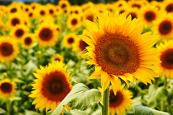 포토 JPG 주간 식물 꽃 여러송이 백그라운드 꽃밭 자연 해바라기 풍경 사람없음 야외 아웃포커스 노란색 국내포토 자연요소 컬러 다수 촬영기법 생태계 파일형식