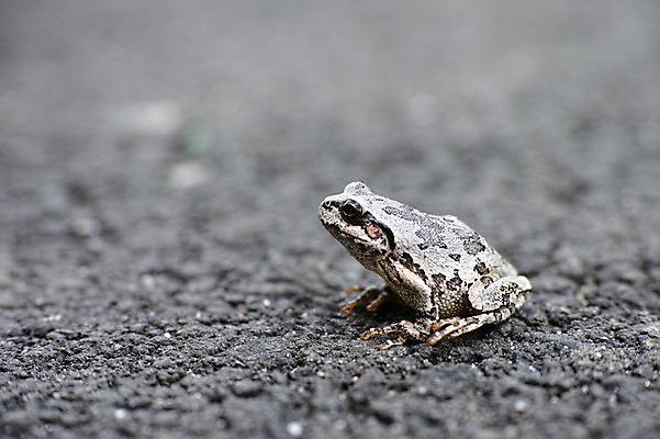 포토 JPG 주간 동물 한마리 자연 개구리 사람없음 야외 아웃포커스 국내포토 자연요소 1 촬영기법 양서류 생태계 파일형식