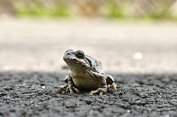 포토 JPG 주간 동물 한마리 자연 개구리 사람없음 야외 아웃포커스 국내포토 자연요소 1 촬영기법 양서류 생태계 파일형식