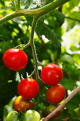 포토 JPG 주간 식물 열매 잎 채소 방울토마토 자연 사람없음 야외 아웃포커스 농사 과수원 국내포토 자연요소 농업 토마토 촬영기법 생태계 파일형식