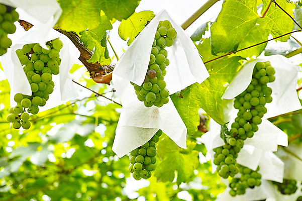 포토 JPG 주간 식물 열매 잎 과일 자연 포도 사람없음 야외 아웃포커스 농사 과수원 청포도 포도밭 포도나무 제철 제철과일 국내포토 자연요소 밭 농업 촬영기법 과일나무 생태계 파일형식