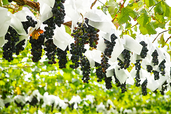 포토 JPG 주간 식물 열매 잎 과일 자연 포도 사람없음 야외 아웃포커스 농사 과수원 포도밭 포도나무 제철 제철과일 국내포토 자연요소 밭 농업 촬영기법 과일나무 생태계 파일형식