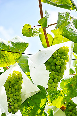 포토 JPG 주간 식물 열매 잎 과일 자연 포도 사람없음 야외 농사 과수원 청포도 포도밭 포도나무 제철 제철과일 국내포토 자연요소 밭 농업 과일나무 생태계 파일형식