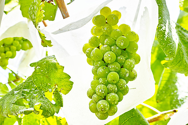 포토 JPG 주간 식물 열매 잎 과일 자연 포도 사람없음 야외 아웃포커스 농사 과수원 청포도 포도밭 포도나무 제철 제철과일 국내포토 자연요소 밭 농업 촬영기법 과일나무 생태계 파일형식