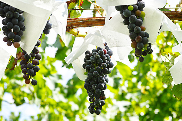 포토 JPG 주간 식물 열매 잎 과일 자연 포도 사람없음 야외 아웃포커스 농사 과수원 포도밭 포도나무 제철 제철과일 국내포토 자연요소 밭 농업 촬영기법 과일나무 생태계 파일형식