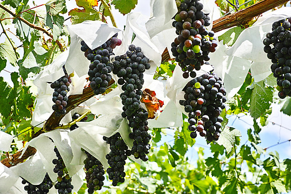 포토 JPG 주간 식물 열매 잎 과일 자연 포도 사람없음 야외 농사 과수원 포도밭 포도나무 제철 제철과일 국내포토 자연요소 밭 농업 과일나무 생태계 파일형식