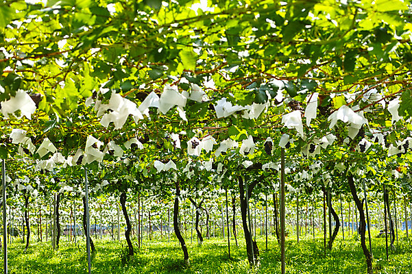 포토 JPG 주간 식물 열매 잎 과일 자연 포도 사람없음 야외 농사 과수원 청포도 포도밭 포도나무 제철 제철과일 국내포토 자연요소 밭 농업 과일나무 생태계 파일형식