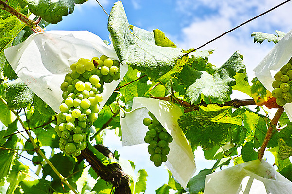 포토 JPG 주간 식물 구름 열매 잎 과일 자연 하늘 포도 사람없음 야외 농사 과수원 청포도 포도밭 포도나무 제철 제철과일 국내포토 자연요소 밭 농업 과일나무 생태계 파일형식