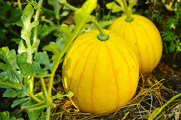 포토 JPG 주간 식물 열매 잎 과일 자연 여름음식 수박 사람없음 야외 아웃포커스 농사 덩굴 과수원 제철음식 제철과일 국내포토 자연요소 음식 농업 촬영기법 생태계 제철 파일형식 여름_계절