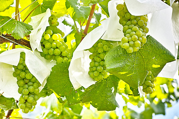 포토 JPG 주간 식물 열매 잎 과일 자연 포도 사람없음 야외 농사 과수원 청포도 포도밭 포도나무 제철 제철과일 국내포토 자연요소 밭 농업 과일나무 생태계 파일형식