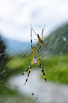포토 JPG 주간 동물 곤충 두마리 자연 근접촬영 사람없음 야외 아웃포커스 거미줄 거미 국내포토 자연요소 뷰포인트 2 촬영기법 생태계 파일형식