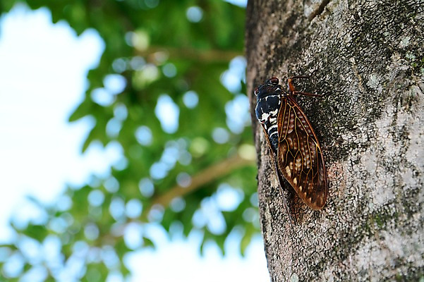 포토 JPG 주간 나무 동물 한마리 곤충 자연 근접촬영 사람없음 야외 아웃포커스 매미 국내포토 자연요소 식물 1 뷰포인트 촬영기법 생태계 파일형식