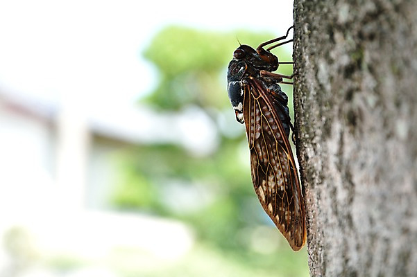 포토 JPG 주간 나무 동물 한마리 곤충 자연 근접촬영 사람없음 야외 아웃포커스 매미 국내포토 자연요소 식물 1 뷰포인트 촬영기법 생태계 파일형식
