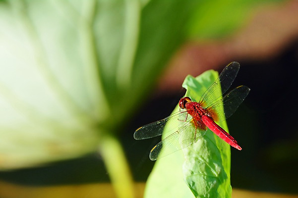 포토 JPG 주간 동물 한마리 곤충 잎 자연 근접촬영 사람없음 야외 아웃포커스 잠자리 국내포토 자연요소 식물 1 뷰포인트 촬영기법 생태계 파일형식