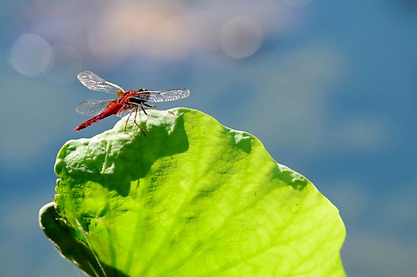포토 JPG 주간 동물 한마리 곤충 잎 자연 근접촬영 사람없음 야외 아웃포커스 잠자리 국내포토 자연요소 식물 1 뷰포인트 촬영기법 생태계 파일형식