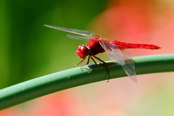 포토 JPG 주간 동물 한마리 줄기 곤충 자연 근접촬영 사람없음 야외 아웃포커스 잠자리 국내포토 자연요소 식물 1 뷰포인트 촬영기법 생태계 파일형식