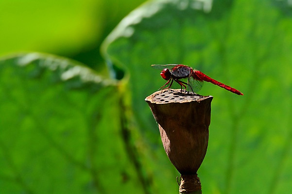 포토 JPG 주간 동물 한마리 곤충 잎 자연 사람없음 야외 아웃포커스 잠자리 국내포토 자연요소 식물 1 촬영기법 생태계 파일형식