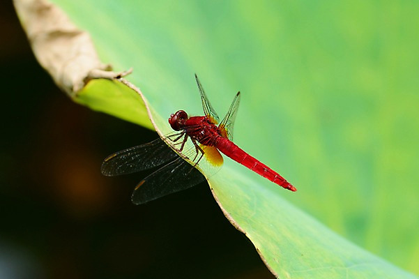 포토 JPG 주간 동물 한마리 곤충 잎 자연 나뭇잎 근접촬영 사람없음 야외 아웃포커스 잠자리 국내포토 자연요소 식물 1 뷰포인트 촬영기법 생태계 파일형식