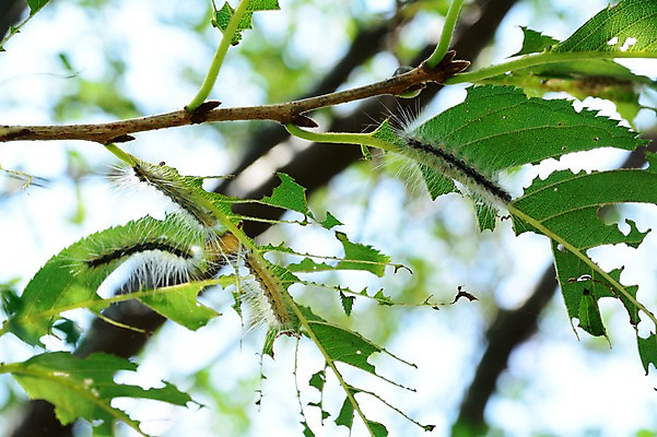 포토 JPG 주간 나무 동물 곤충 자연 나뭇잎 사람없음 야외 아웃포커스 벌레먹은 송충이 국내포토 자연요소 식물 잎 촬영기법 생태계 파일형식