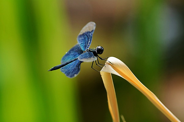 포토 JPG 주간 동물 한마리 곤충 자연 근접촬영 사람없음 야외 아웃포커스 풀잎 잠자리 국내포토 자연요소 1 뷰포인트 잎 촬영기법 풀_식물 생태계 파일형식