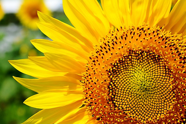 포토 JPG 주간 식물 꽃잎 꽃 백그라운드 한송이 자연 해바라기 사람없음 야외 아웃포커스 노란색 국내포토 자연요소 1 컬러 촬영기법 생태계 송이 파일형식