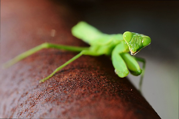 포토 JPG 주간 나무 동물 한마리 곤충 자연 근접촬영 사람없음 야외 아웃포커스 사마귀 국내포토 자연요소 식물 1 뷰포인트 촬영기법 생태계 파일형식