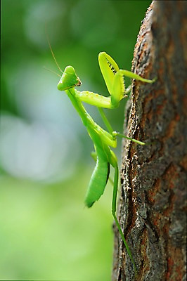 포토 JPG 주간 나무 동물 한마리 곤충 자연 근접촬영 사람없음 야외 아웃포커스 사마귀 국내포토 자연요소 식물 1 뷰포인트 촬영기법 생태계 파일형식