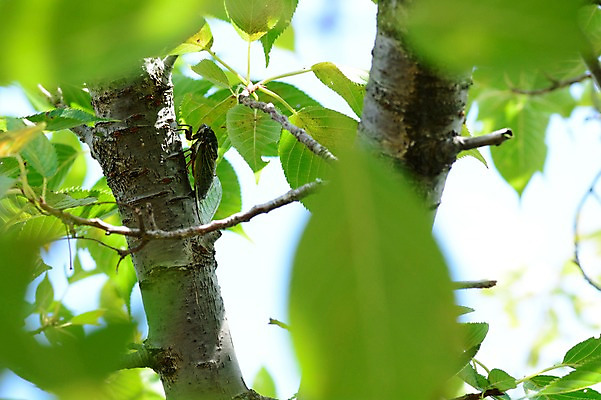 포토 JPG 주간 나무 식물 동물 한마리 자연 나뭇잎 사람없음 야외 아웃포커스 매미 국내포토 자연요소 1 곤충 잎 촬영기법 생태계 파일형식